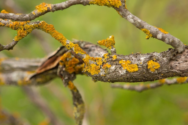 Photographie avec une belle nature de Moldavie en été