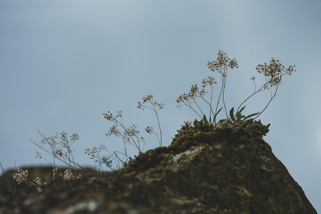 Photographie avec une belle nature de Moldavie en été