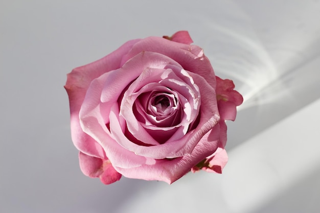 Photographie d'une belle rose rose sur fond blanc prise de vue en studio