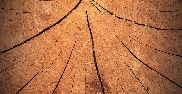 photographie d'une belle surface en bois