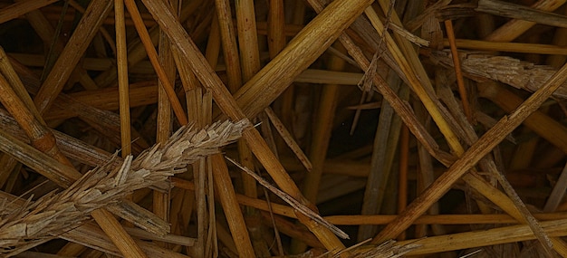 photographie d'une belle surface de feuille