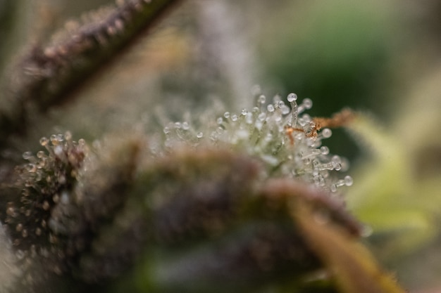 Photographie de cannabis, indica ou sativa, à utiliser à des fins médicales et saines, utile pour la migraine et la dépression