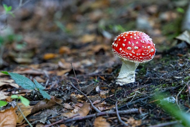 Photographie de champignon dans la forêt champignon vénéneux en automne dans une forêt de Catalogne en Espagne dans un parc naturel