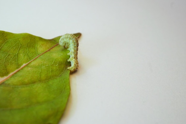 Photographie d'une chenille rampe sur une grande feuille verte avec une feuille partiellement mangée