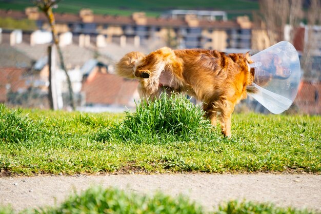 Photo photographie d'un chien avec un collier élisabéthain faisant pipi dans le parc sur la plaie de castration de l'herbe