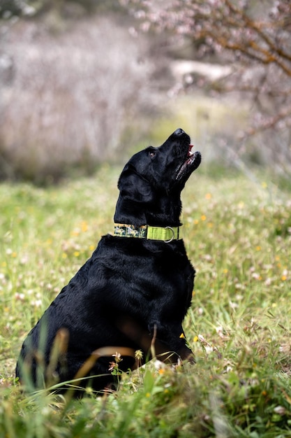 Photo photographie de chien portrait de black labrador retriever en collier vert assis dans le parc