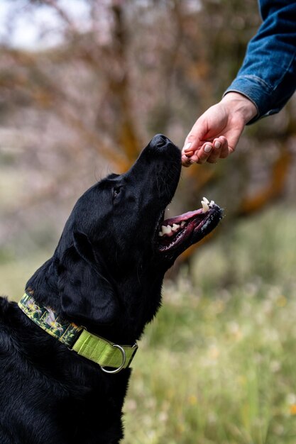 Photo photographie de chien portrait de black labrador retriever prenant le traitement de la main du propriétaire