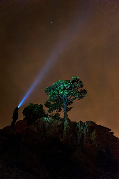 Photographie circumpolaire sur les pins d'un parc naturel