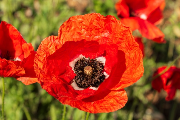 Photographie de détail d'un coquelicot