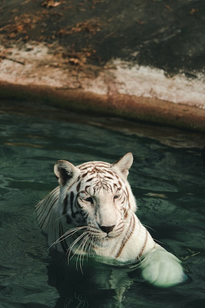 Photo une photographie droite d'un tigre regardant le photographe