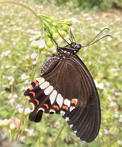 La photographie du monarque, le beau papillon, le magnifique papillon sur la fleur, la photographie macro, la beauté.