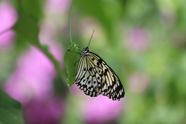 La photographie du monarque, le beau papillon, le magnifique papillon sur la fleur, la photographie macro, la beauté.