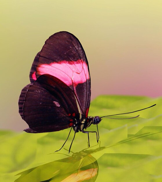 La photographie du monarque, le beau papillon, le magnifique papillon sur la fleur, la photographie macro, la beauté.