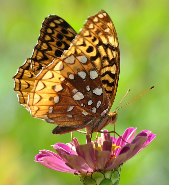 La photographie du monarque, le beau papillon, le magnifique papillon sur la fleur, la photographie macro, la beauté.