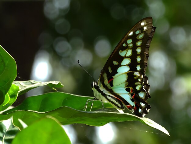 La photographie du monarque, le beau papillon, le magnifique papillon sur la fleur, la photographie macro, la beauté.