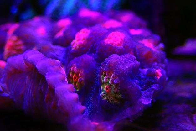 Photographie étonnante sur le corail pierreux de grands polypes de calice