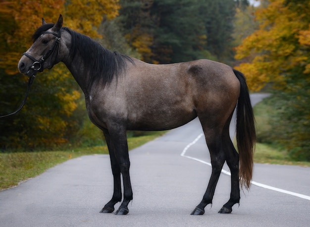 Photographie extérieure d'un cheval sur un fond d'automne