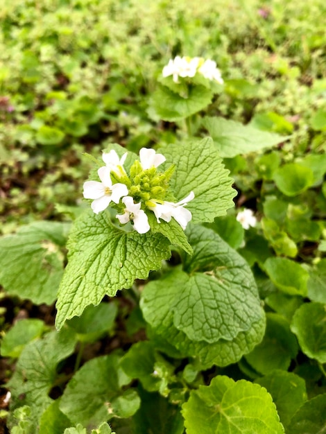 Photographie de fleur d'album de lamium