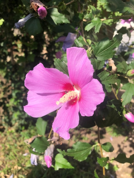 Une photographie de fleurs d'hibiscus violettes