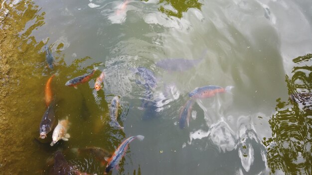 photographie de fond de poissons dans un lac avec le reflet des arbres