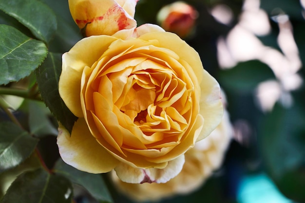 Photographie en gros plan d'une belle rose dans le jardinBannière florale horizontaleCopier l'espace pour le texte