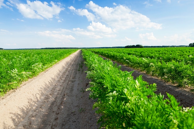 Photographié gros plan d'un champ agricole sur lequel poussent des pousses vertes de carottes, sur fond de ciel bleu avec des nuages blancs