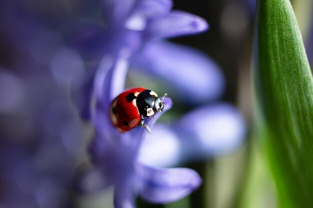 Photo photographie en gros plan de coccinelle sur le concept de pétale jaune de printemps