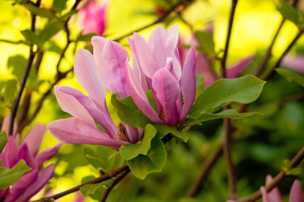 Photographie en gros plan du beau magnolia rose se baignant dans les rayons du soleilFond floral