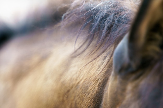 Photographie en gros plan de l'encolure d'un cheval et d'une section de crinière