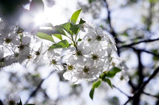 Photographié En Gros Plan De Fleurs De Cerisier Blanc. Printemps