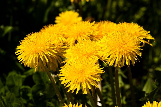 Photographié en gros plan de fleurs de pissenlit jaune. la nature