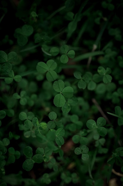 photographie en gros plan d'une plante verte