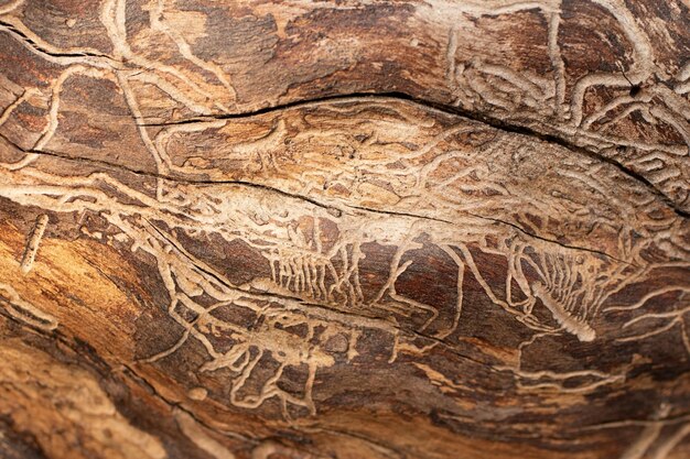 Photographie en gros plan de la texture de l'arbre avec des motifs fantaisistes