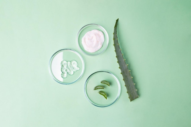 Photographie d'en haut de boîtes de Pétri contenant du gel cosmétique et des tranches d'aloe vera