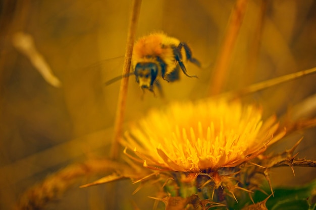 Photographie haut de gamme de la vue extérieure