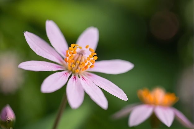 Photographie de haute qualité de bokeh détaillé de fleur