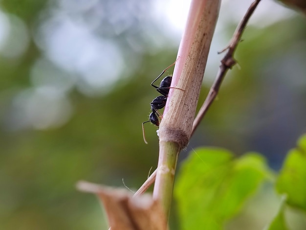 Photo la photographie des insectes