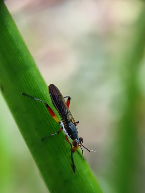 la photographie des insectes