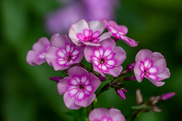 Photographie de jardin de bouquet de phlox bicolores Photographie macro de fond floral rose