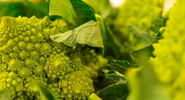 Photo photographie macro avec accent sur le brocoli