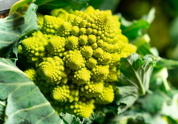 Photo photographie macro avec accent sur le brocoli