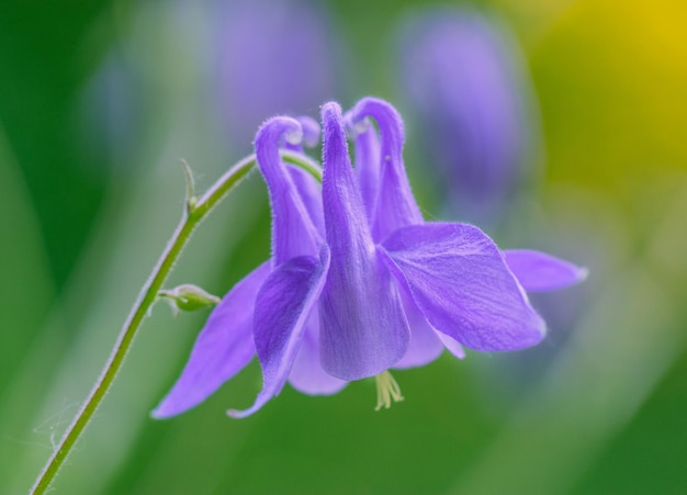 Photographie macro d'une fleur d'ancolie pourpre Aquilegia alpina