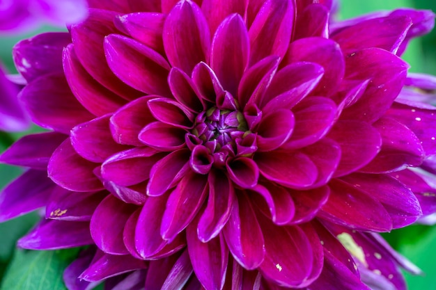 Photographie macro de fleur de dahlia rose en fleurs par une journée ensoleillée d'été. Dahlia de jardin aux pétales rouges