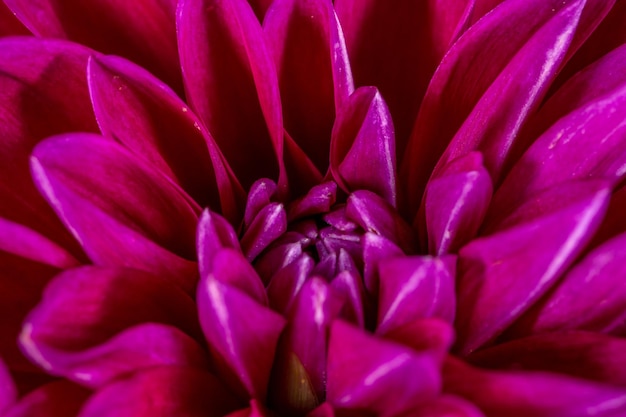 Photographie macro de fleur de dahlia rose en fleurs par une journée ensoleillée d'été. Dahlia de jardin aux pétales rouges