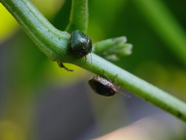 photographie macro d'insectes