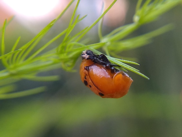 Photo photographie macro