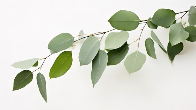 Une photographie de la marque de l'arbre devant un arrière-plan uni de couleur blanche