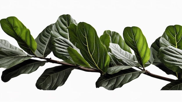 Une photographie de la marque de l'arbre devant un arrière-plan uni de couleur blanche