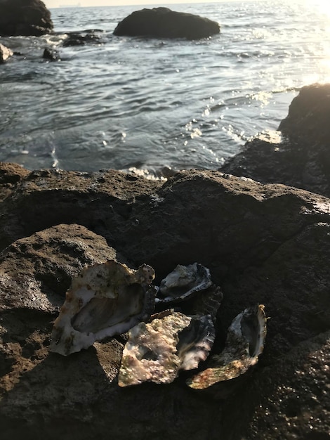 Photographie de la mer naturelle des récifs coralliens d'huîtres