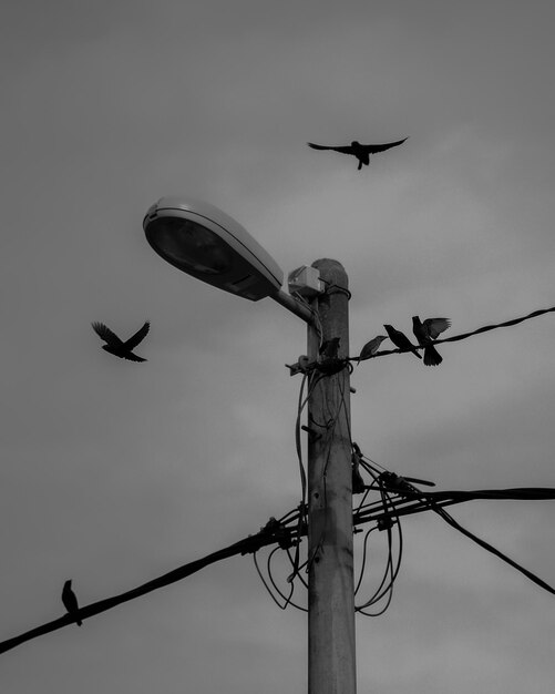 Photo photographie monochrome des oiseaux